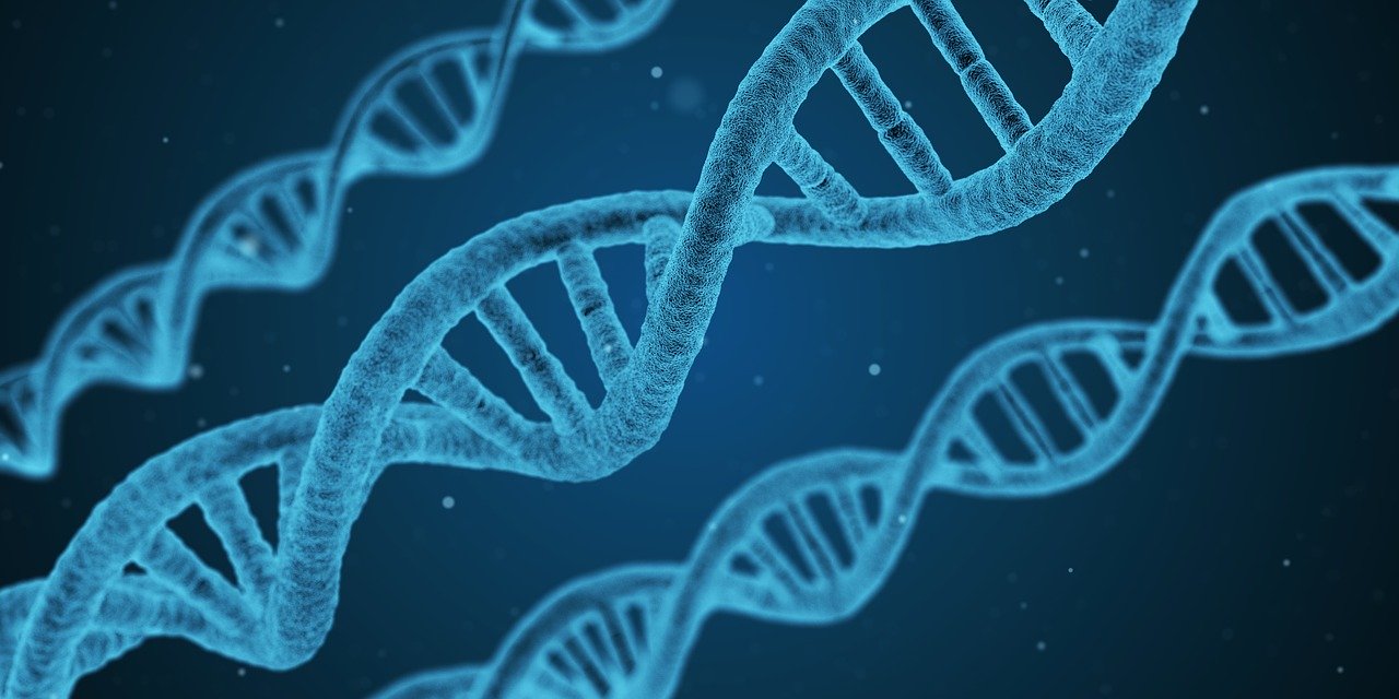 dna strand